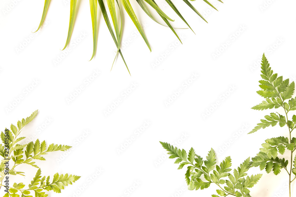 Background of Tropical Leaves with copy space, Original dimensions 5472 x3648 pixels Background of Tropical Leaves with copy space, Original dimensions 5472 x3648 pixels