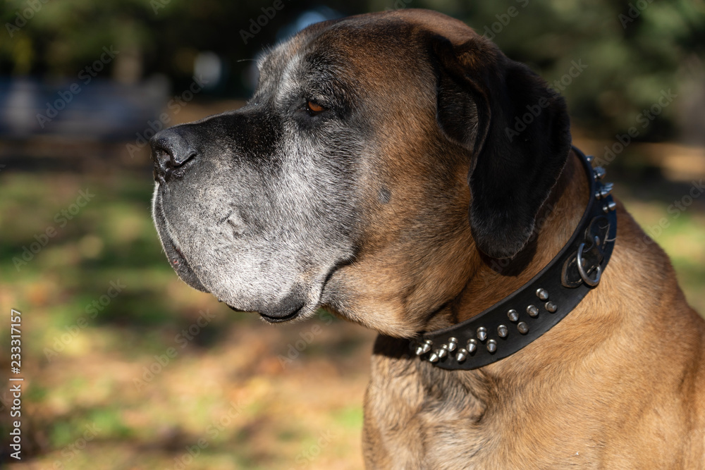 Portrait of English Mastiff outdoors. Portrait of English Mastiff outdoors.
