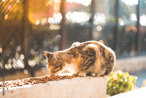 Fototapeta Naklejka Na Ścianę i Meble -  street cat eating food
