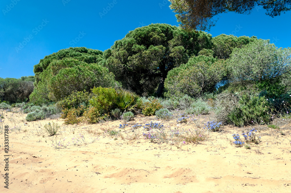 Fields of Andalusia with trees