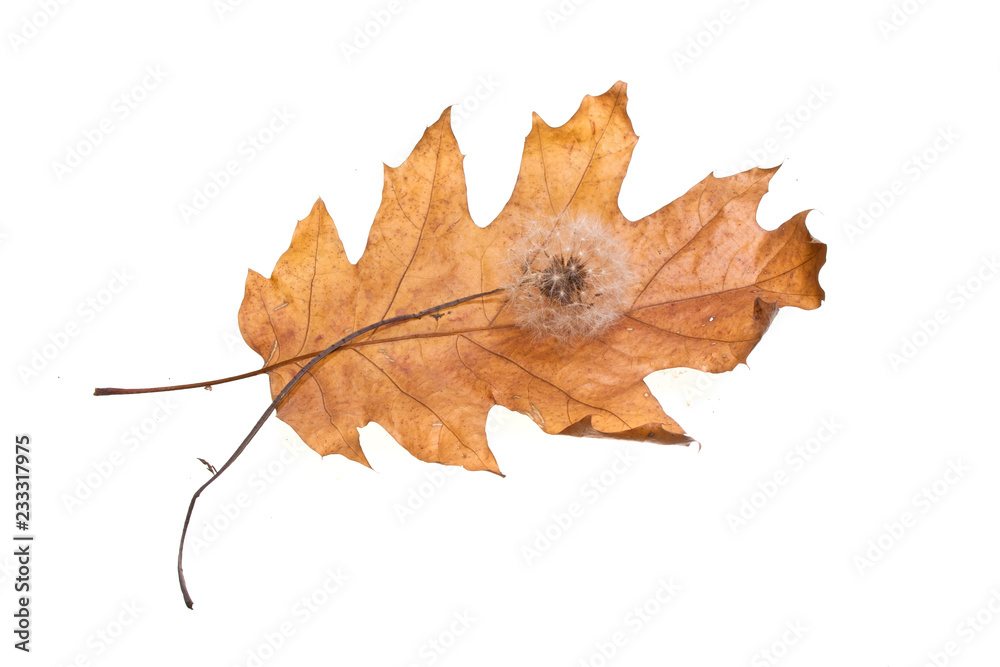 leaf of the tree isolated on white background leaf of the tree isolated on white background