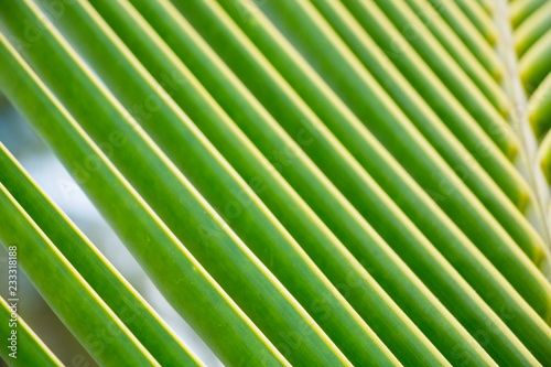 Palm tree leaves close-up