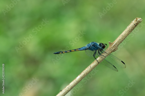 Close up of Blue dragonfly