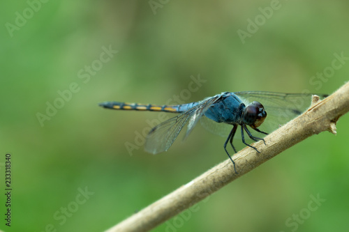 Close up of Blue dragonfly photo