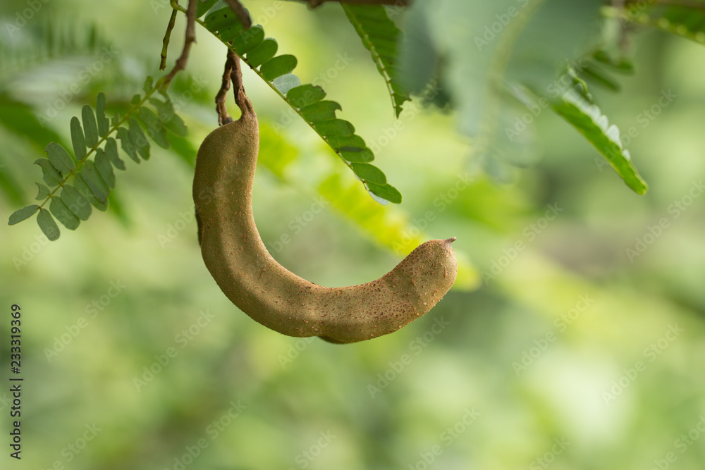 Obraz premium Fresh Tamarind on tree, Tammarind tree