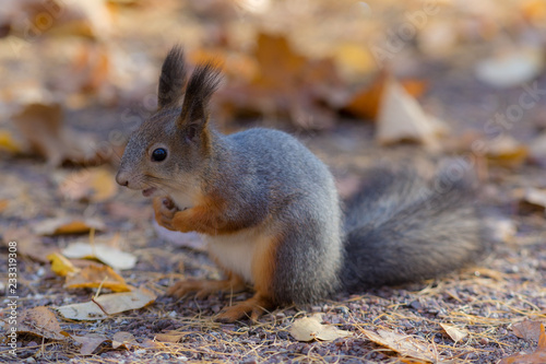 portrait of a squirrel
