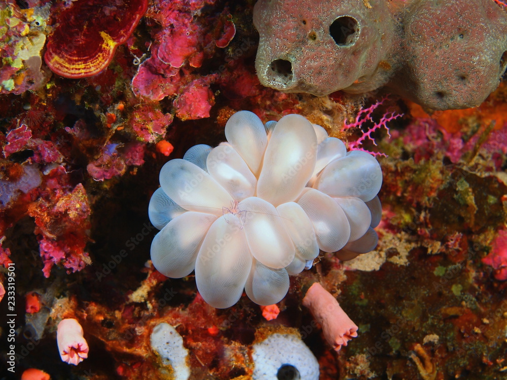 Obraz premium Stone coral