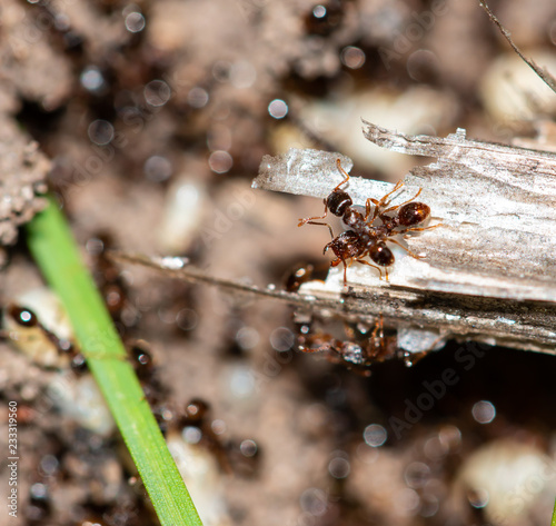ants with eggs in the forest © studybos