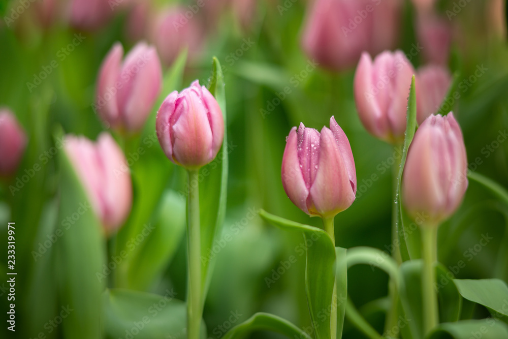 Tulips, Tulipmania, Floral Display