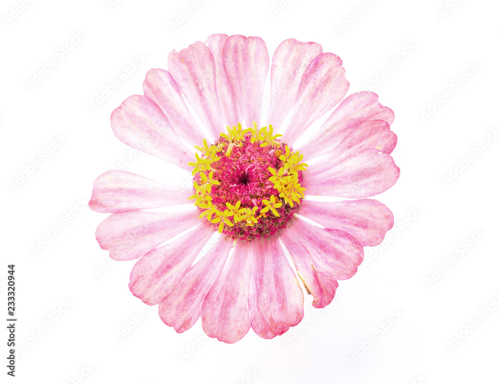 Zinnia elegans on white background Zinnia elegans on white background