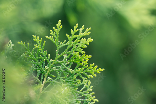 pine leaves, Evergreen Thuja background, Winter tree and christmas tree background concept photo