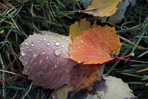 hine of the sun in dew drops on autumn leaves. photo