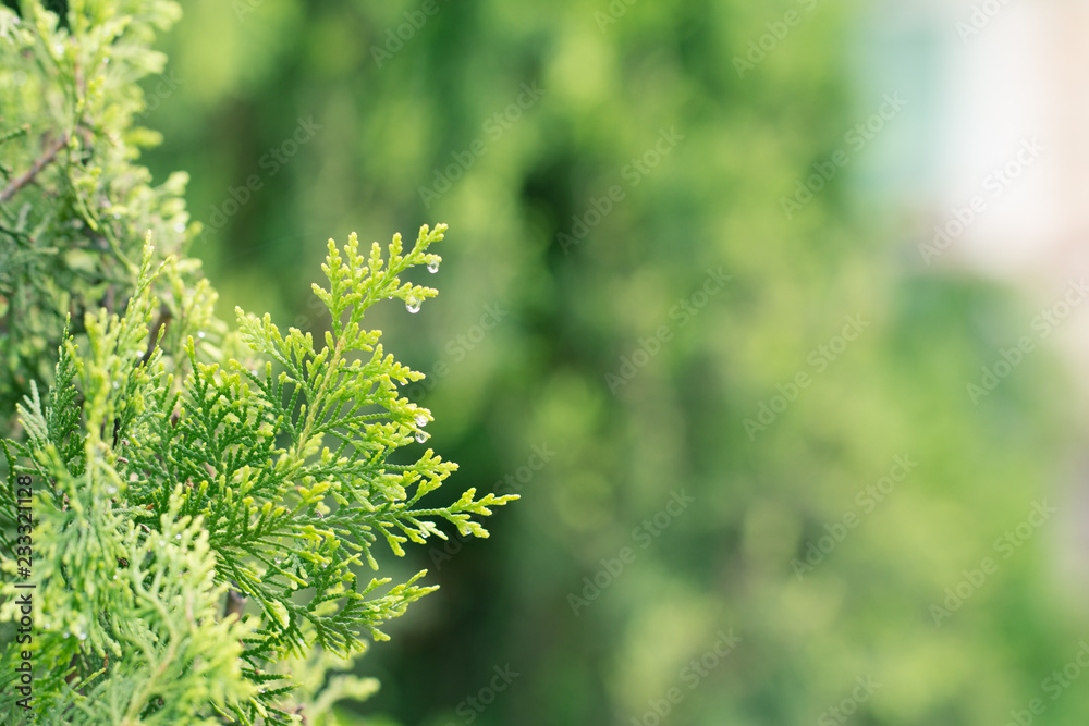pine leaves, Evergreen Thuja background, Winter tree and christmas tree background concept pine leaves, Evergreen Thuja background, Winter tree and christmas tree background concept