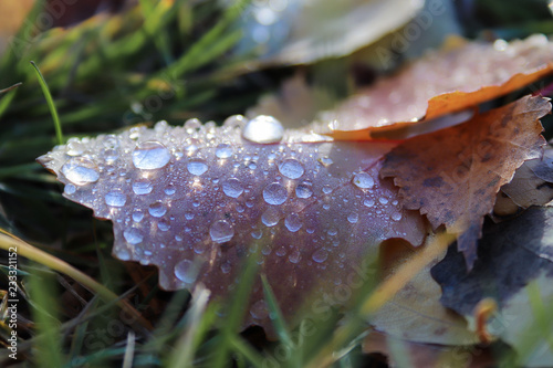 hine of the sun in dew drops on autumn leaves. photo