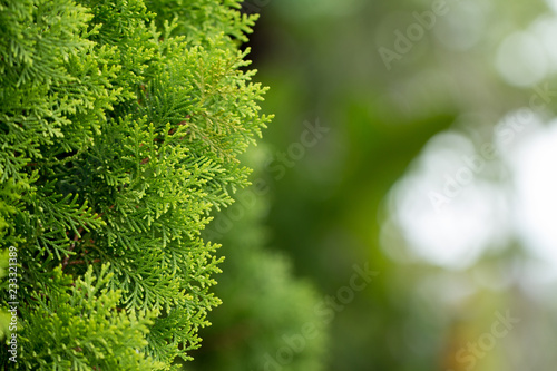 pine leaves, Evergreen Thuja background, Winter tree and christmas tree background concept photo