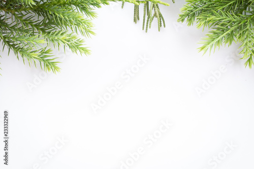 juniper, Thuja twig Christmas border on white background