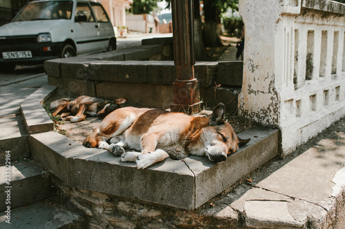 Street dogs sleep on the sidewalk