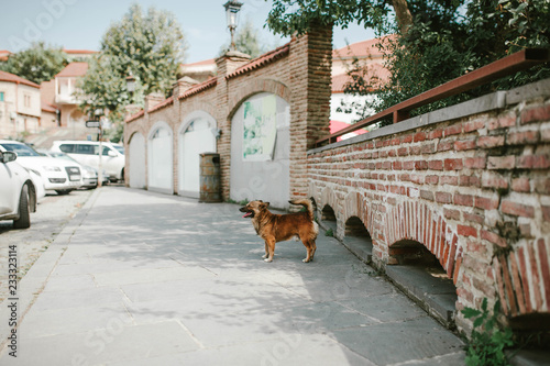 Small dog near a brick wall © Mashanezemnush