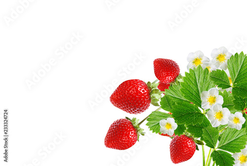 tasty red strawberries on white