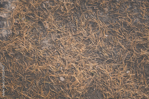Old pine needles on the ground in forest. Abstract background.
