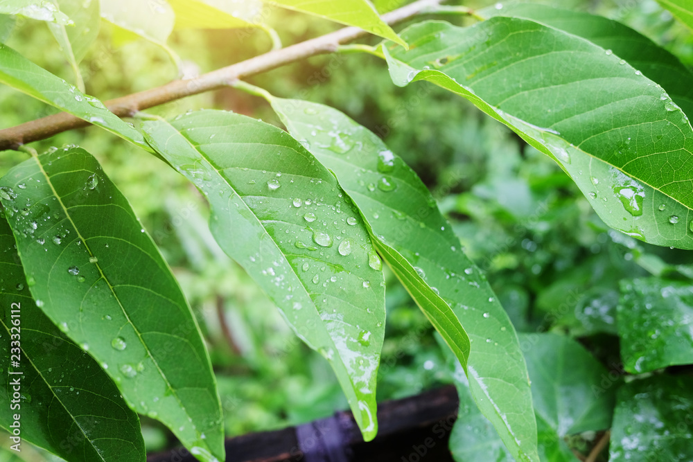 Rainy day and water drop on green leaves Rainy day and water drop on green leaves