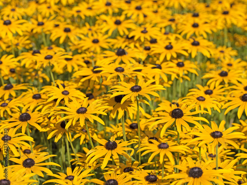 Gelber Sonnenhut,Rudbeckia fulgida,in voller Blüte