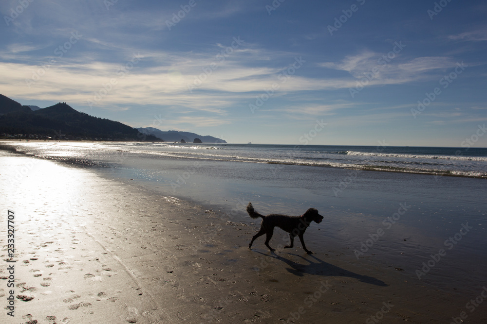 Silhouette of a dog playing catching ball on the beach. Silhouette of a dog playing catching ball on the beach.