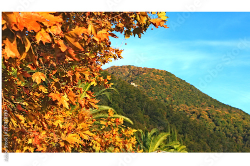 Autumn leaves on a background of a mountain