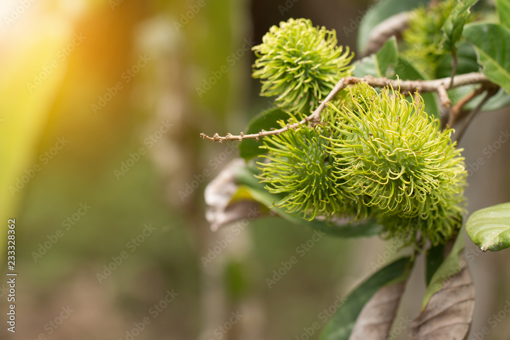 Green rambutan fruit on tree, Rambutan tree Green rambutan fruit on tree, Rambutan tree