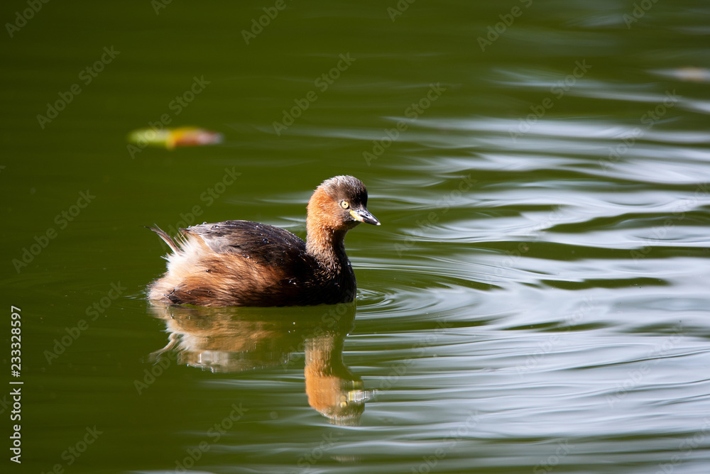 Little grebe swims on a pond in autumn. Little grebe swims on a pond in autumn.