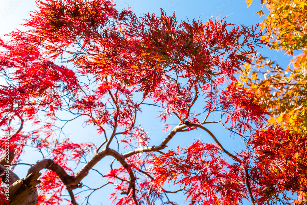 The leaves change color and blue sky. In the fall colors in Yamagata. Japan The leaves change color and blue sky. In the fall colors in Yamagata. Japan