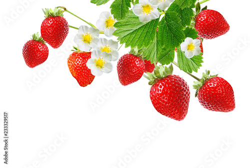garden red fresh strawberries