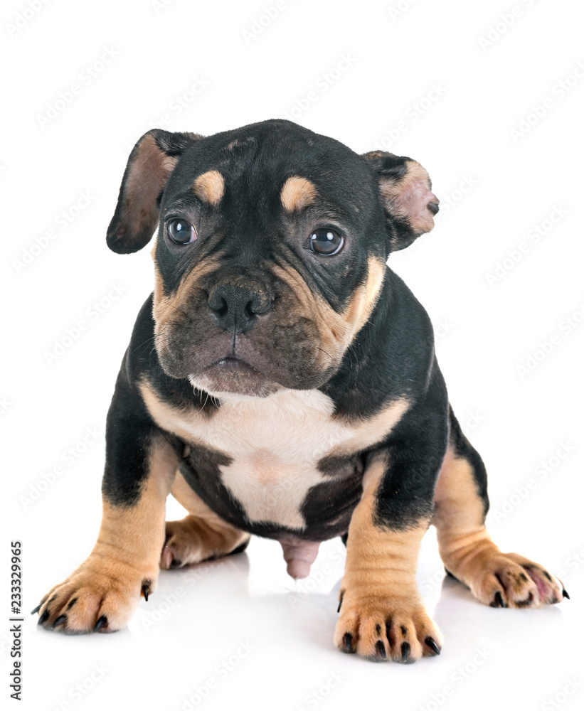 Obraz premium puppy american bully