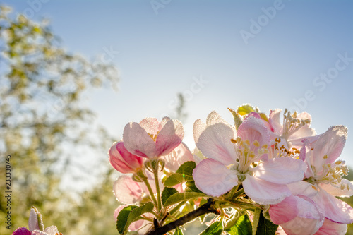 Apple blossom, spring flower, macro of petals and pistils.