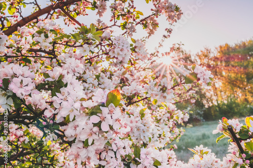 Spring blossoming tree branch, pink flowers of cherry, toned photo