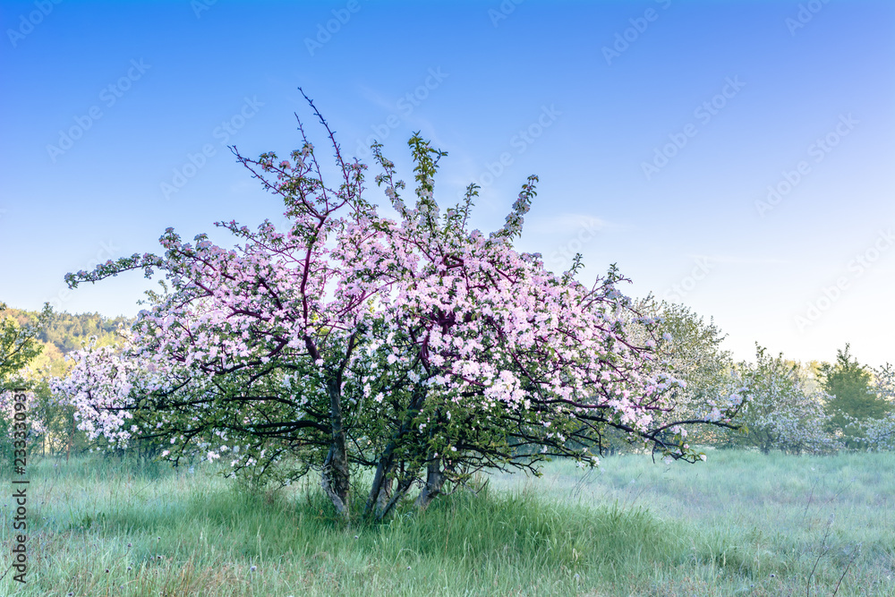 Beautiful spring landscape with blossoming cherry tree in the garden Beautiful spring landscape with blossoming cherry tree in the garden