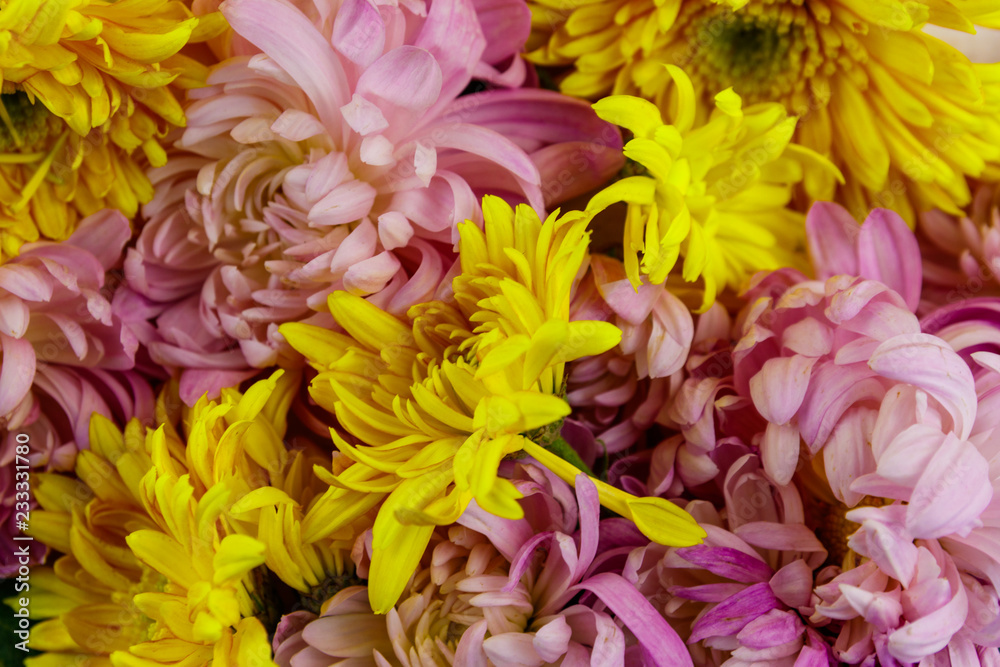 Background of the colorful chrysanthemum flowers
