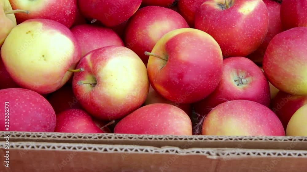 red apples in a basketautumn harvest of red fresh appetizing apples red apples in a basketautumn harvest of red fresh appetizing apples