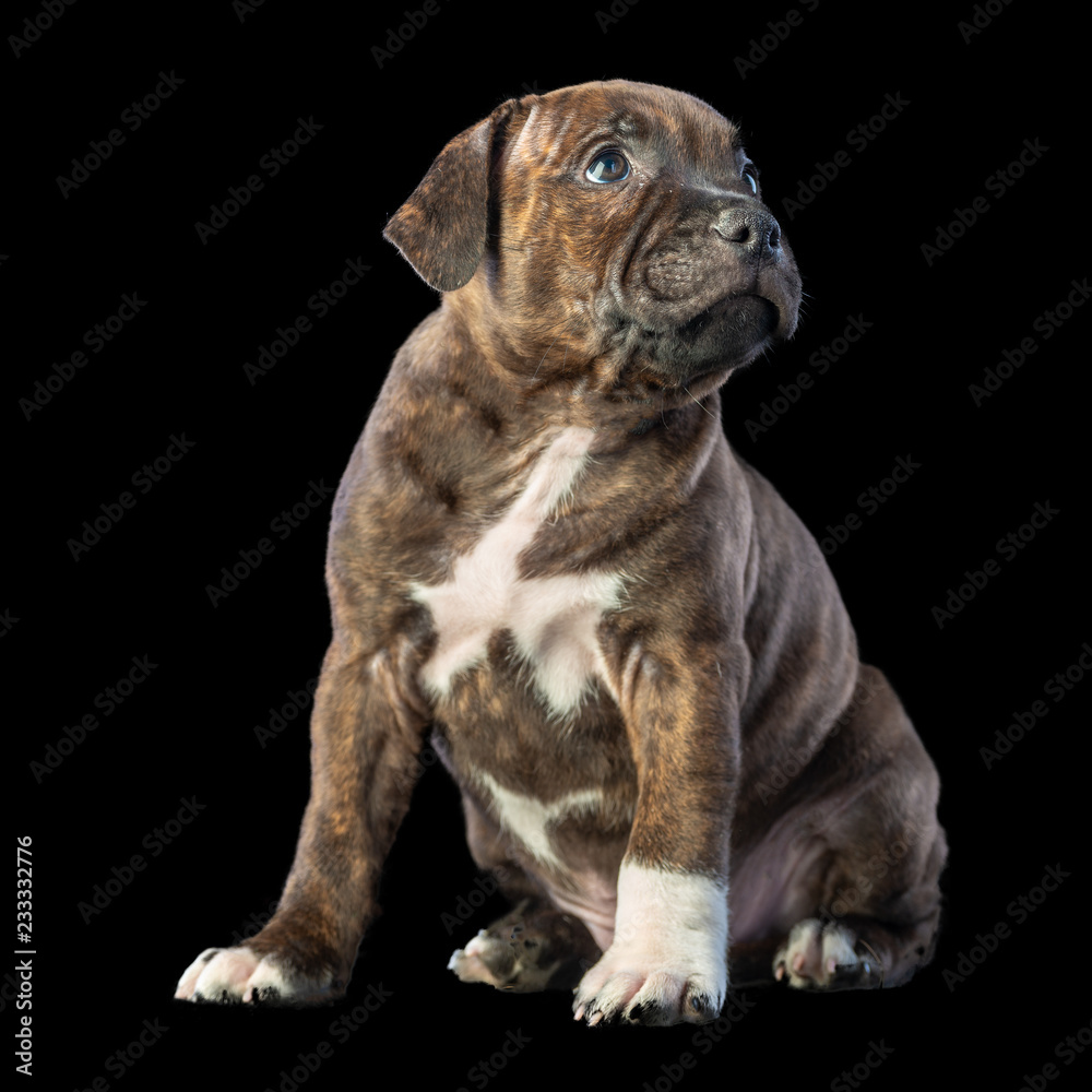 cute brown english staffordshire bull terrier puppy looking up on dark background, close-up 