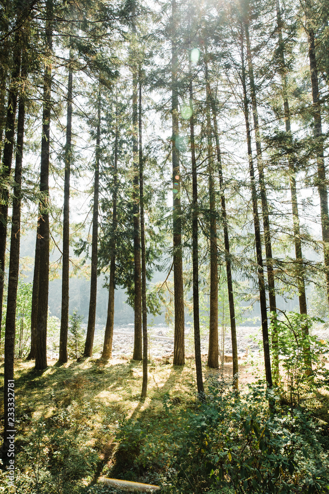 Forest Forest