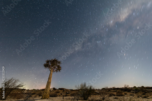 Quiver tree in Augrabies Falls National Park against a starry night sky photo