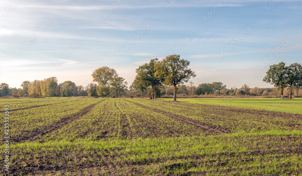 Panoramic image of a landscape with rows of freshly sown grass in a large field with corn stubble