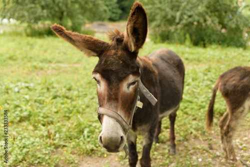 Donkey on a field with an ear to the viewer