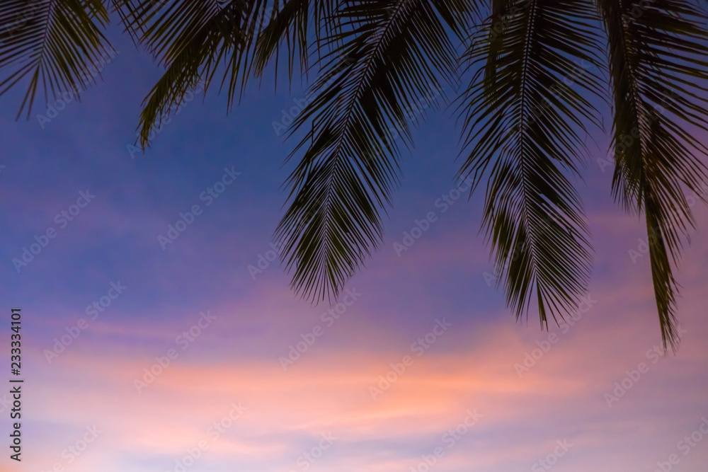silhouette coconut leaves and blue sky beautiful background and textures.