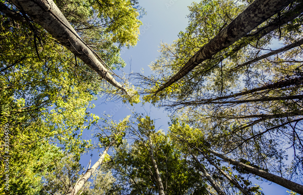 Fototapeta premium Bottom view of tall and old trees in the perennial primeval forest of the Isla Margarita