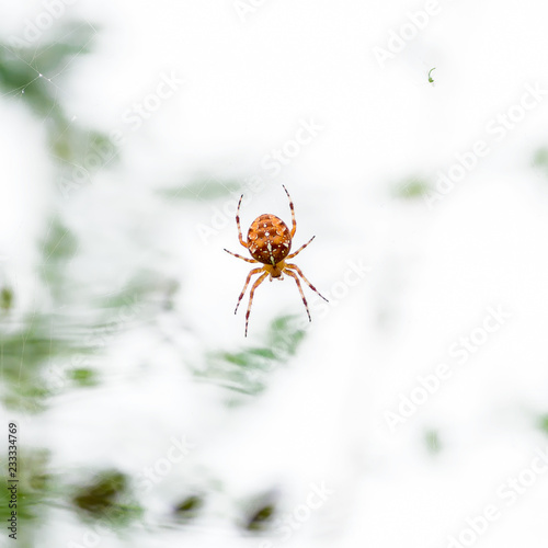 Red spider on a spider web on light background. European garden spider. Scary insect in the wild