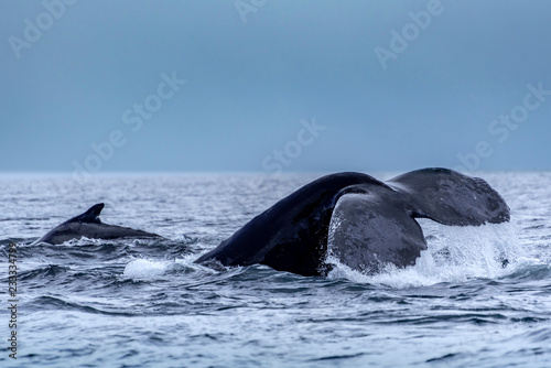 The tail of the humpback whale (Megaptera novaeangliae). Madagascar. St. Mary`s Island.