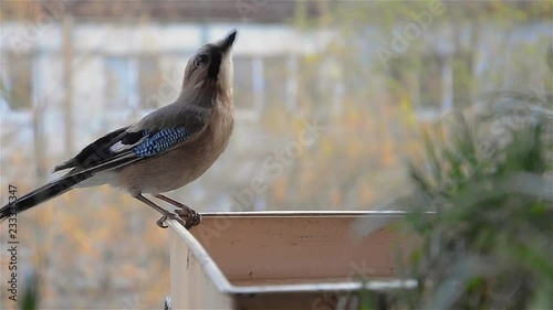 Jay bird drinking water