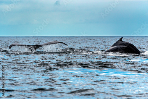 The tail of the humpback whale (Megaptera novaeangliae). Madagascar. St. Mary`s Island. © mirecca