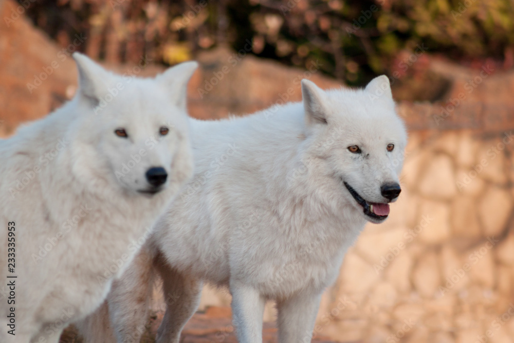 Two wild alaskan tundra wolves. Canis lupus arctos. Polar wolf or white wolf. Two wild alaskan tundra wolves. Canis lupus arctos. Polar wolf or white wolf.